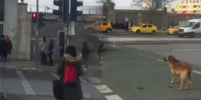 Köpek yeşil ışığı bekledi, yayalar kırmızıda geçti