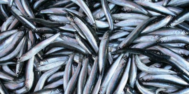 Karadeniz'de tezgahlarda hamsi bereketi