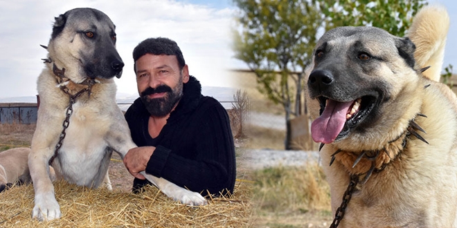 Mehmetçiğin en büyük yardımcısı onlar olacak!
