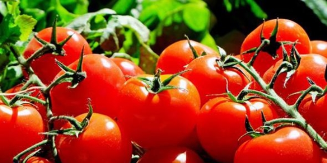 Rusya alamayınca domatesi bu ülkeye sattık