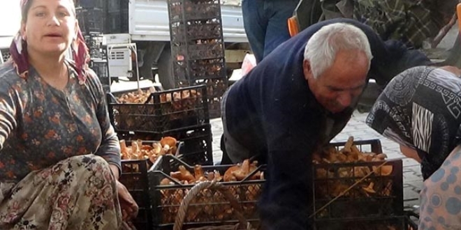 Çam melkisi, köylülerin gelir kapısı oldu