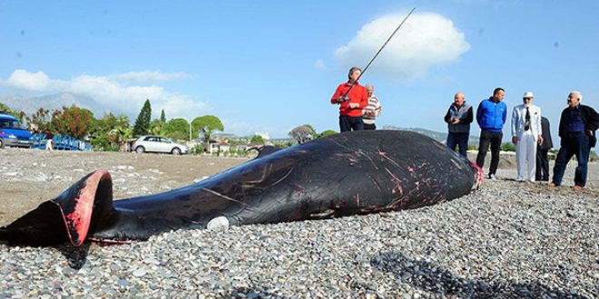 Antalya'da balina kyya vurdu