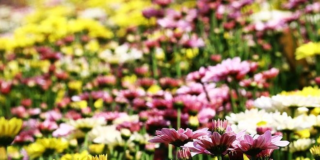 Çukurova'nın verimli topraklarında 'kasımpatı' üretiyor