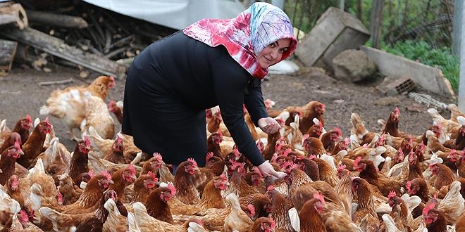 Ev hanımı organik yumurtadan ekmeğini çıkarıyor