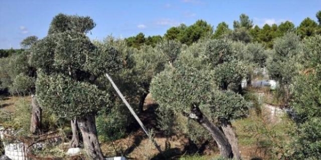 İzmir'de sökülen her zeytin ağacı yerine dikildi
