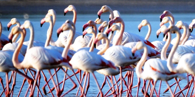 Bodrum'da tablo gibi manzara