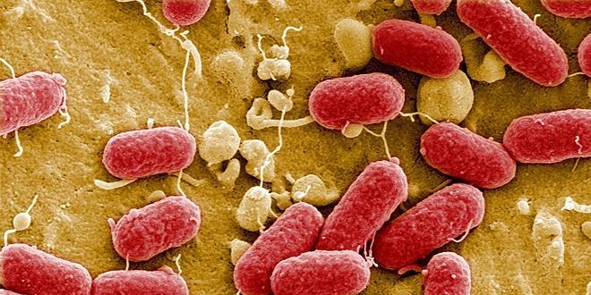 Antibiyotik direncine neden olan bakterinin gen transferi engellendi