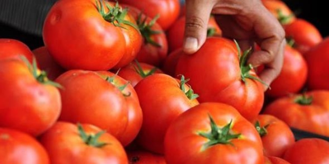 Trkiye'nin domates ihracat yzde 46 artt