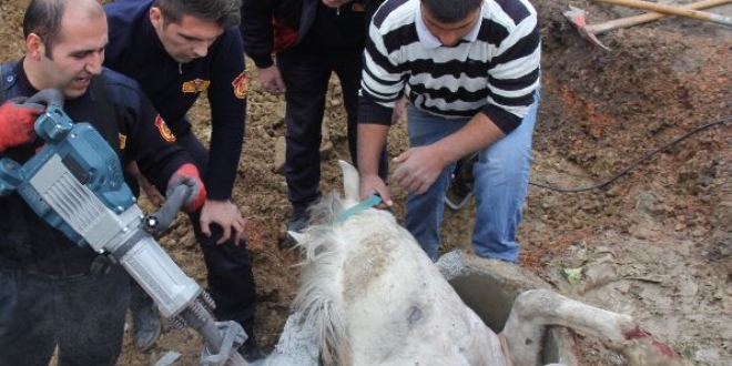 'Kanalizasyona düşen at öyle kurtarılmaz' diyerek itfaiye erine saldırdı