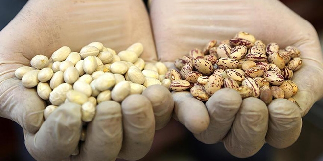 Kuru baklagillerin 'ithalatı'nda gümrük vergisi sıfırlandı