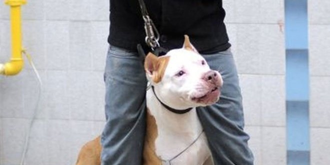 Pitbull köpeği, mahkemede silah olarak sayıldı