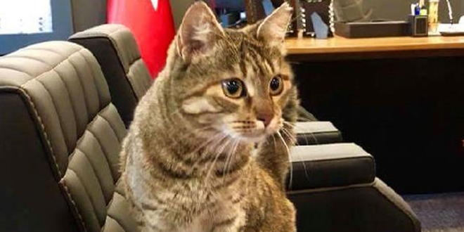Benim adım 'Kamu', kaymakamlığın yeni kedisiyim