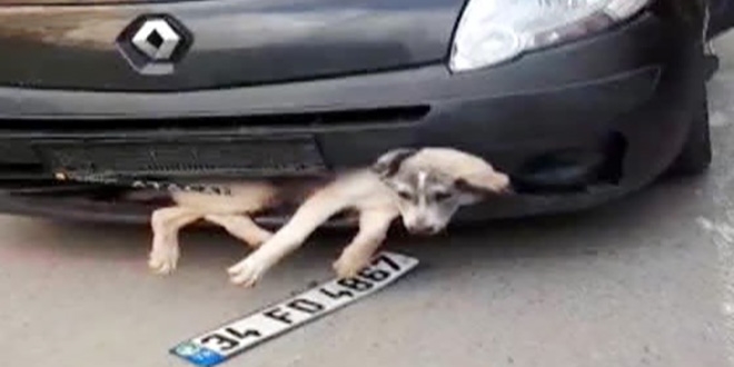 Tampona sıkışan köpek ile kilometrelerce gitti