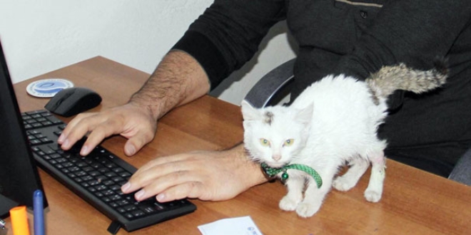 Yaralı halde bulundu, kurumun maskotu oldu