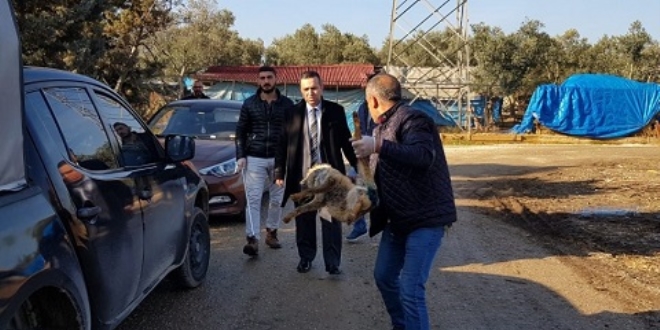 Kuyruğu kesilmiş yavru tilki, tel örgülere asılı bulundu