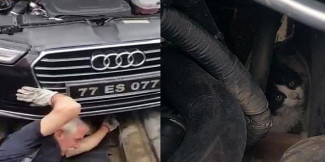 Başkanın makam aracının motoruna kedi sıkıştı