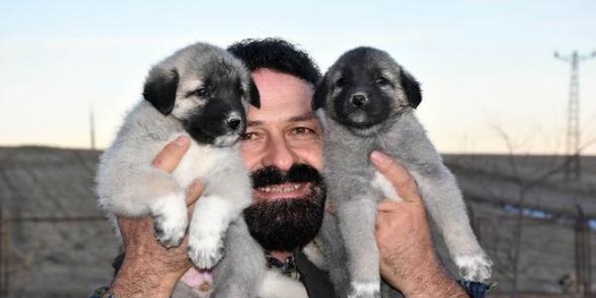 Bakan Soylu'ya bir çift kangal yavrusu gönderildi
