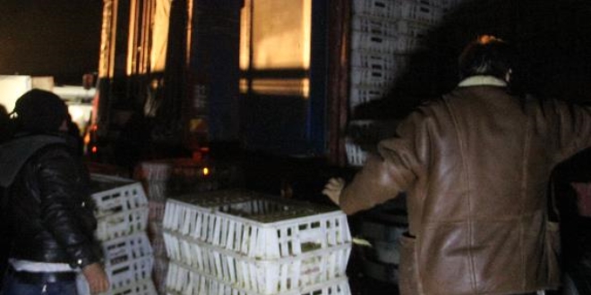 Devrilen kamyondaki tavukların bir kısmı telef oldu