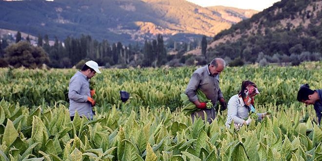 Tütünde ihracat doğuya kayıyor