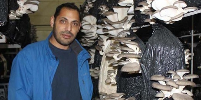 Fransa'dan geldi, Alaşehir'de istiridye mantarı üretti