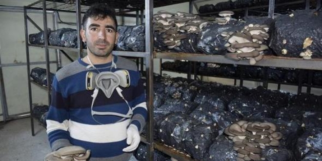 Evin banyosunda başlamıştı, serada üretim yapıyor