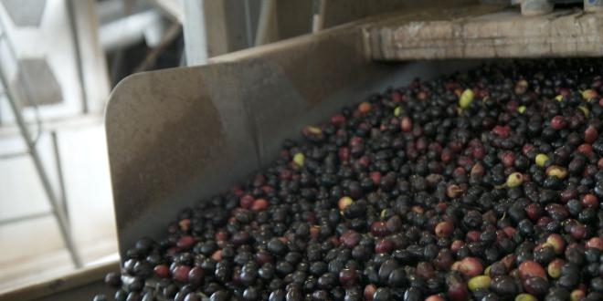 Zeytin ağacından toplandı, yağının kalitesi arttı