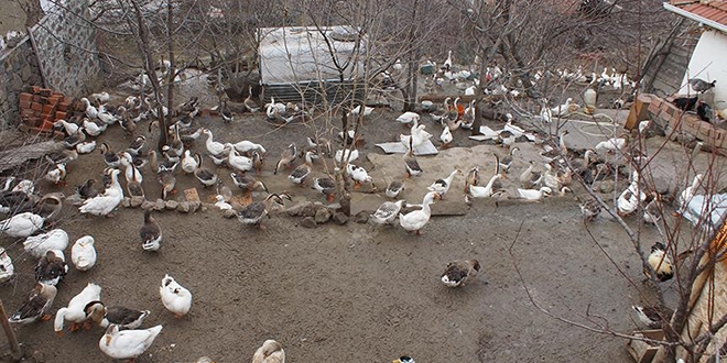 Hobi olarak başladı, gelir kapısı oldu