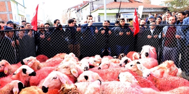 Çobanlardan Mehmetçik'e 'kınalı kurbanlık'