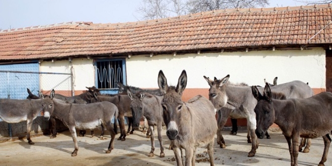 Turizm sektörünü bıraktı, eşek sütü üretimine başladı