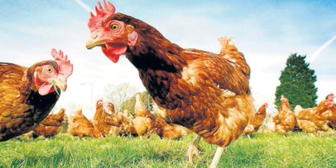 Fransa, 2022'de sadece gezen tavuk yumurtası üretecek