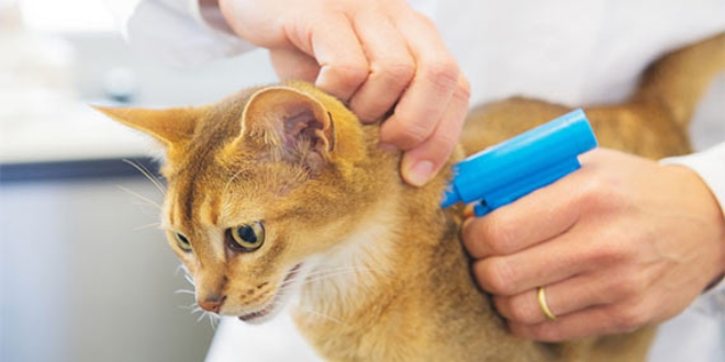 Kedi ve köpeklere 'mikroçipli' kimlik geliyor