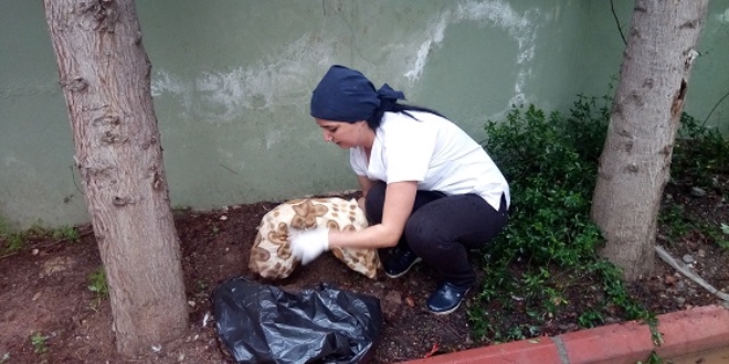 Bebek cesedi sanıldı, telef olmuş kedi çıktı