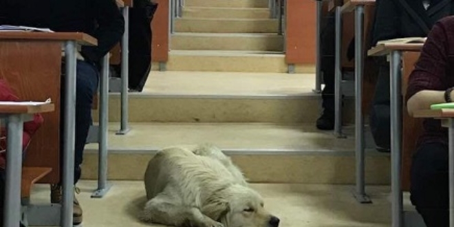 Yağmurda ıslanan köpeği derse aldılar