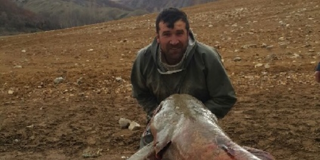 Baraj gölünde 81 kilogramlık yayın balığı yakalandı