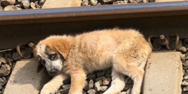 Aydın'da vahşet: 3 köpeği tren raylarına attılar