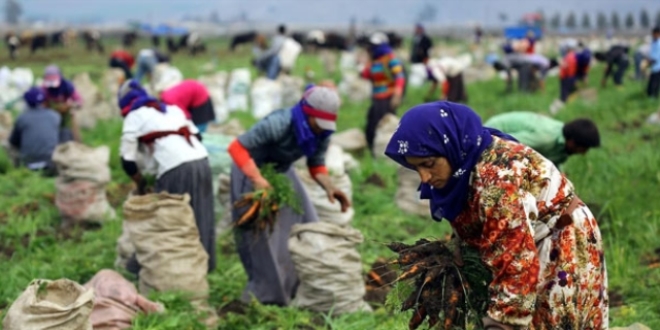Mevsimlik tarım işçilerinin günlük ücretleri yüzde 12 arttı