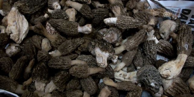 Kuzugöbeği mantarı orman köylüsünü sevindirdi