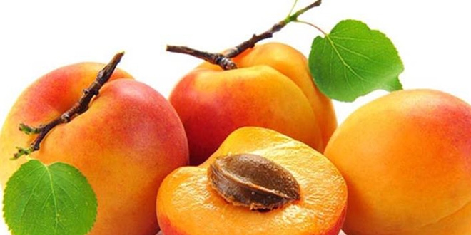 'Sarı elmas'ta rekolte beklentisi yüksek