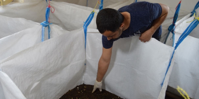 Emekli memur evinin bir odasında 'Kaliforniya solucanı' yetiştiriyor