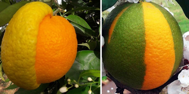 Yarısı limon, yarısı portakal meyve hayrete düşürdü
