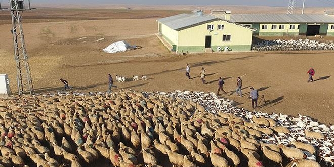 En çok koyun etinin fiyatı arttı