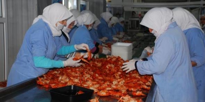 Eskiden altın değerindeydi şimdi kilosu 5 lira