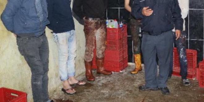 Adana'da Kaçak tavuk kesimhanesine operasyon: 7 gözaltı