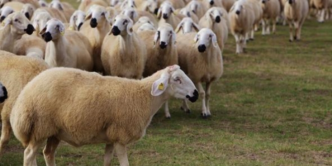 Fakıbaba: Kesmeyin, kalbime bıçak saplanıyor
