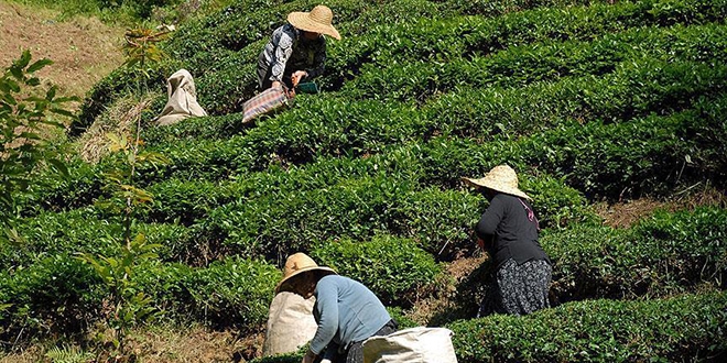 Yaş çay destekleme primlerinin ödemesi başlıyor