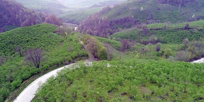 Karadeniz 'yeşil deniz' gibi