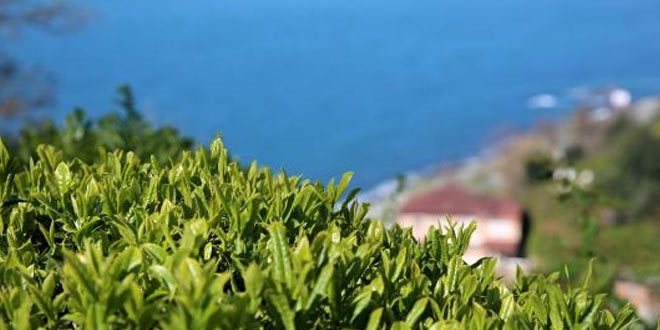 Doğu Karadeniz'de çay hasadı erken başlayacak