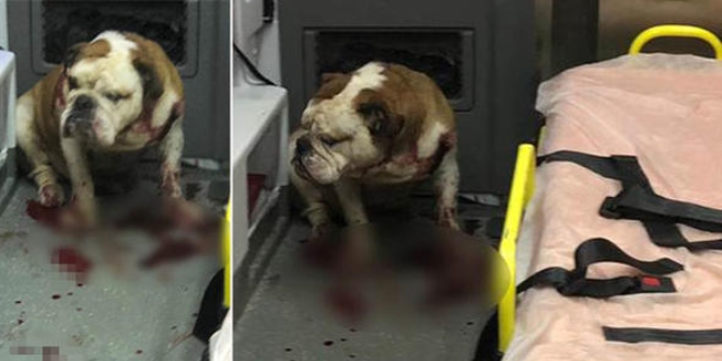 Önce çiçekçi kadını, sonra ambulansta doktoru ısırdı