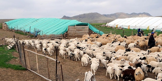 Tunceli'de 6 bin lira maaşla çalışacak çoban bulunamıyor