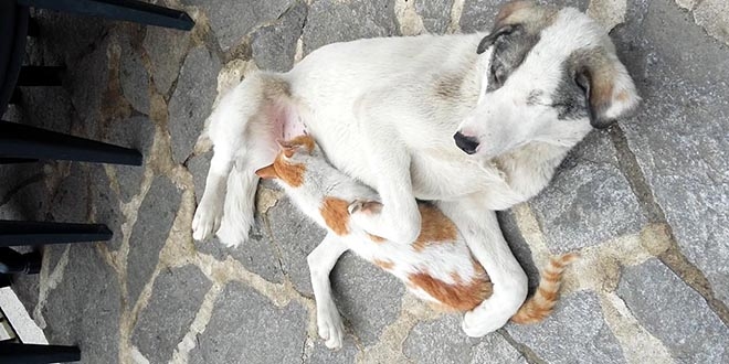 Kedi ile köpeğin dostluğu şaşırtıyor